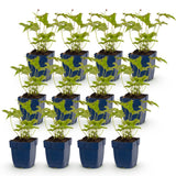 Green boutiQ - Vasteplant - Anemone hybr. Hon. Jobert - Herfst Anemoon - Schaduw - Wit - 12 Planten - Pot 11cm - Hoogte 15-25cm