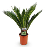 Green boutiQ - Kamerplant - Cycas revoluta - Palmvaren - Weinig onderhoud - Groen - 1 - Pot 17cm - Hoogte 55-65cm