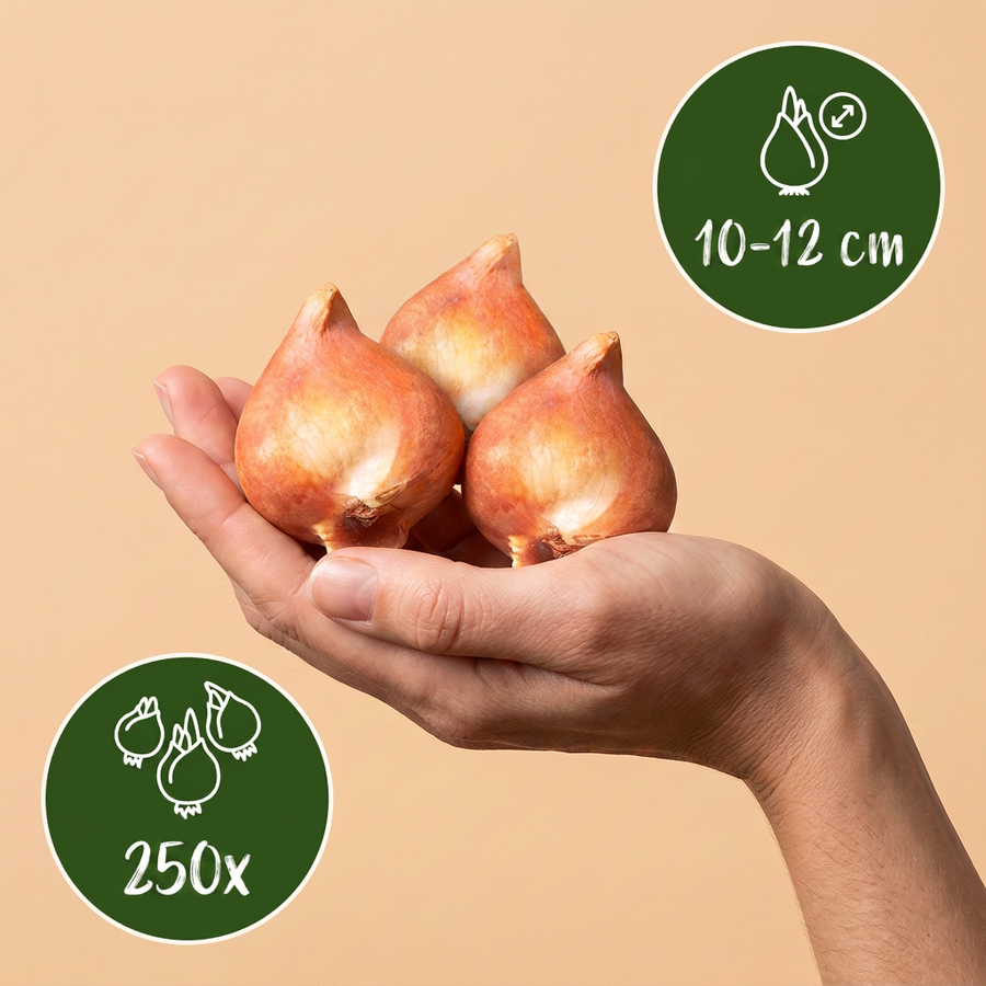 Bollenmix Hollandse mix — 250 stuks (bolmaat 10/12)
