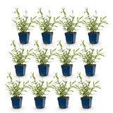 Green boutiQ - Vasteplant - Verbena bonariensis Lollipop - Ijzerhard - Bijen en Vlinderlokkers - Paars - 12 Planten - Pot 11cm - Hoogte 15-25cm
