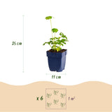 Green boutiQ - Vasteplant - Astrantia major - Sterrenkruid - Schaduw - Wit-Roze - 24 Planten - Pot 11cm - Hoogte 15-25cm