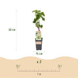 Green boutiQ - Fruitplant - Vitis vinifera Bianca - Druivenplant - Geent - Witte Druif - 2 Planten - Pot 15cm - Hoogte 50cm