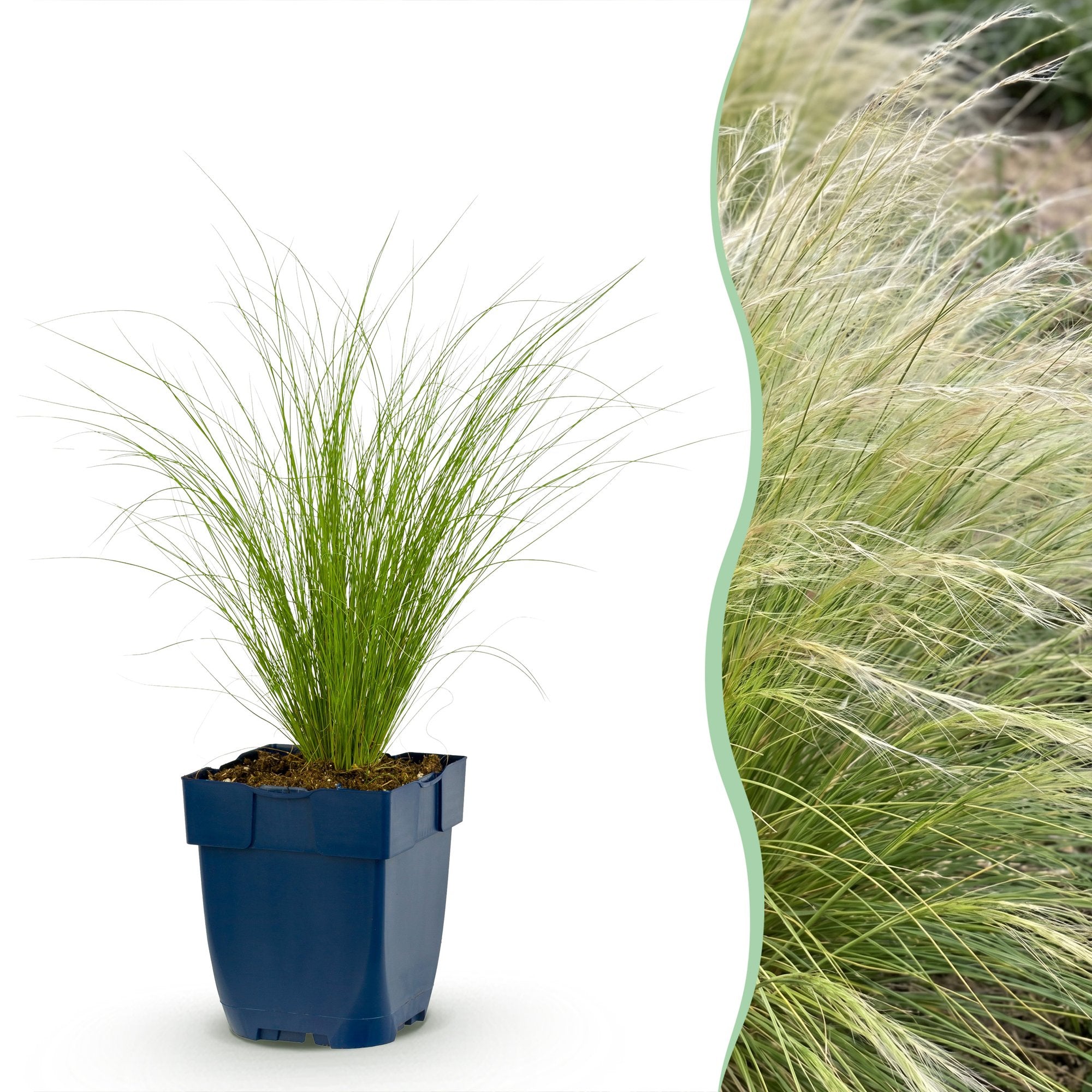 Green boutiQ - Grassen - Stipa tenuissima Ponytails - Vedergras - Groenblijvend - Groen - 6 Planten - Pot 11cm - Hoogte 15-25cm