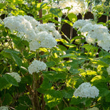 Green boutiQ - Pluim Hortensia - Hydrangea arborescens Annabelle - Bloem Wit - 1 Plant - Bladverliezend - Grote Bloemen - Pot 17cm Hoogte 50cm
