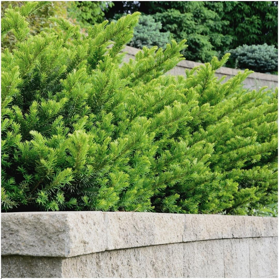 Taxus media Farmen — Venijnboomhaag, 6 planten (1 strekkende meter)