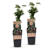 Green boutiQ - Fruitplant - Rubus fruticosus Thornless Evergreen - Bramenplant - Doornloos - Zwarte Braam - 2 Planten - Pot 15cm - Hoogte 50cm