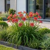 Green boutiQ - Vasteplant - Hemerocallis Summer Wine - Daglelie - Bijen en Vlinderlokkers - Paars - 3 Planten - Pot 11cm - Hoogte 15-25cm