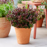 Green boutiQ - Tuinplant - Leucothoe Curly Red - Rood - 2 Planten -Groenblijvend - Weinig Onderhoud - Pot 17cm Hoogte 40cm