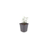 60x Teucrium lucidrys - ↕10-25cm - Ø9cm