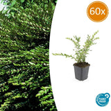 60x Lonicera pileata 'Purple Pearl' - ↕10-25cm - Ø9cm