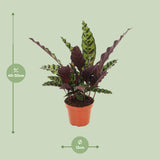 Calathea Insignis - Ø12cm - ↕30cm