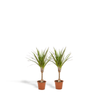 2x Dracaena - ↨60cm - Ø14cm