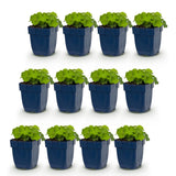 Green boutiQ - Vasteplant - Alchemilla mollis - Vrouwenmantel - Bodembedekkend - Geel - 12 Planten - Pot 11cm - Hoogte 15-25cm