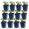 Green boutiQ - Vasteplant - Geranium sang. Album - Ooievaarsbek - Bodembedekkend - Wit - 12 Planten - Pot 11cm - Hoogte 15-25cm