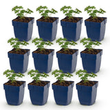 Green boutiQ - Vasteplant - Geranium sang. Album - Ooievaarsbek - Bodembedekkend - Wit - 12 Planten - Pot 11cm - Hoogte 15-25cm