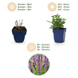 Green boutiQ - Vasteplant - Salvia nem. Sense Deepl Pink - Salie - Bijen en Vlinderlokkers - Roze - 6 Planten - Pot 11cm - Hoogte 15-25cm