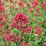 24x Centranthus ruber 'Coccineus' - ↕10-25cm - Ø9cm