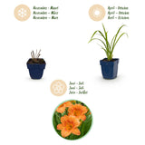 Green boutiQ - Vasteplant - Hemerocallis Mauna Loa - Daglelie - Bijen en Vlinderlokkers - Oranje - 1 Plant - Pot 11cm - Hoogte 15-25cm