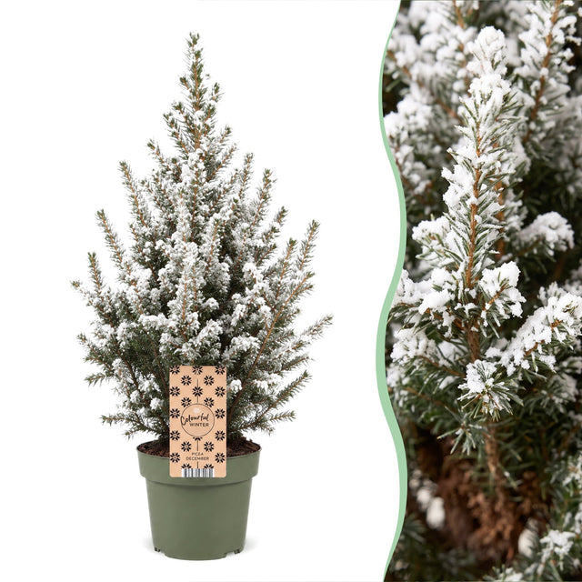 Kegelspar besneeuwd 65 cm