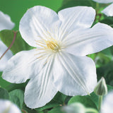 Green boutiQ - Klimplant - Clematis Madame Le Coultre - bloem wit - Weinig onderhoud -2 planten -Pot 11cm Hoogte 40cm