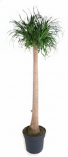Beaucarnea XXL - 180cm - 180cm