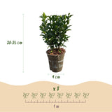Green boutiQ - 8x Euonymus japonica Green Spire - Kardinaalsmuts - Haagplanten - Groenblijvend - Groen - Pot 9cm - Hoogte 20-25cm