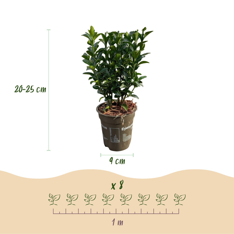 Euonymus japonica Green Spire — Kardinaalsmutshaag, 8 stuks, 20-25 cm