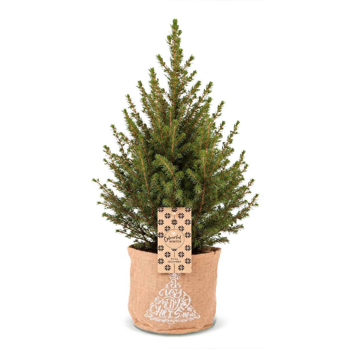 Kegelspar kerstboom — Ø17 cm, 65 cm hoog — met jute zak