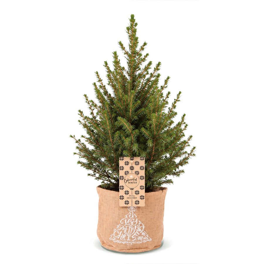 Kegelspar kerstboom – Pot Ø17 cm · 65 cm hoog · met jute zak (foto 2)