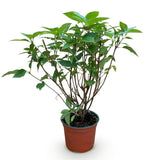 Green boutiQ - Tuinplant - Hydrangea panniculata Limelight - Pluimhortensia - Winterhard - Lime Groen - 1 Plant - Pot 12cm - Hoogte Hoogte 20-30cm