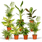 Verrassingsbox - Ø12cm - ↕25cm - x10