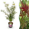 Green boutiQ - Tuinplant - Acer palmatum Jerre Swarts - Japanse Esdoorn - Bladverliezend - Oranje-Rood - 1 - Pot 26cm - Hoogte 90cm