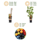 Green boutiQ - Fruitplant - Ribes -Rubes-Vaccinium Mix - Rainbow - Winterhard - Rode Bes - Zwarte Braam - Gele Framboos - Blauwe Bes - 4 Planten - Pot 15cm - Hoogte 50cm