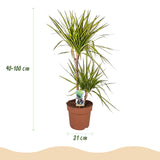Green BoutiQ - Kamerplanten - Dracaena Sunray - Drakenbloedboom - Weinig onderhoud - Groen - 1 Plant - met Potter Grijs - Pot 21cm - Hoogte 90-100cm