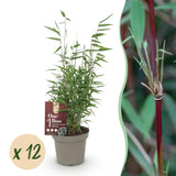 Green boutiQ - Bamboe - Fargesia Red Dragon - Bladhoudend - Niet Woekerend - Groen - 12 Planten - Pot 14cm - Hoogte 35cm