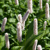 24x Persicaria bistorta 'Superba' - ↕10-25cm - Ø9cm