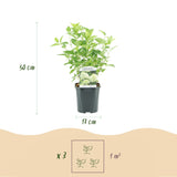 Green boutiQ - Pluim Hortensia - Hydrangea panniculata Limelight - Bloem Creme Wit- 1 Plant - Bladverliezend - Grote Bloemen - Pot 17cm Hoogte 50cm