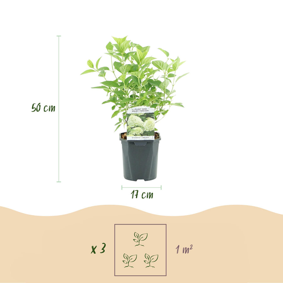 Hydrangea paniculata Limelight – 50 cm hoog (foto 3)