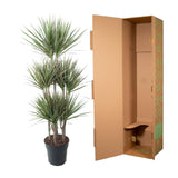Dracaena Bicolor Carrousel - 150 cm - ø31
