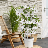 Clematis Garland Tsukiko 23cm