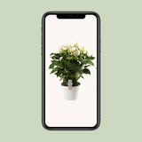 Anthurium White Champion 21cm - Ø21cm - ↕65cm