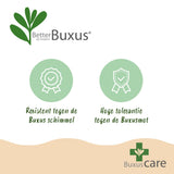 Green boutiQ - Buxus Pyramide - BetterBuxus Skylight - Resistant tegen de Buxus Schimmel - 2 Planten - Pot 23cm Hoogte 60-70cm