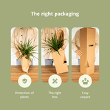Tillandsia Air mix - 5 stuks - 6 cm - ø6