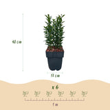 Green boutiQ - Haagplanten - Euonymus japonica Green Spire -blad groen - 6 planten - 1 strekkende meter - groenblijvend - pot 17cm hoogte 40cm