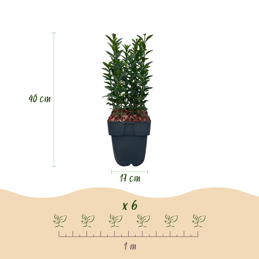 Euonymus japonica Green Spire — Kardinaalsmutshaag, 6 planten (1 strekkende meter), 40 cm