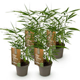 Green boutiQ - Grassen - Fargesia Asian Wonder - Niet Woekerende Bamboe - Bladhoudend - Groen - 4 Planten - Pot 14 cm - Hoogte 35 cm