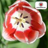 Tulpenbollen Candy Apple Delight — rood-wit, 20 stuks (maat 11/12)