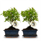 Bonsai Bol vorm Boom - 2 Stuks - Hoogte: 25-30 cm (mix keramiek)