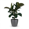 Green boutiQ - Kamerplant - Rubberplant - Ficus Elastica Cloe - Groen - Weinig onderhoud - 1 Plant - met Potter Grijs - Pot 19cm - Hoogte 65cm