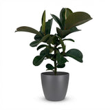Green boutiQ - Kamerplant - Rubberplant - Ficus Elastica Cloe - Groen - Weinig onderhoud - 1 Plant - met Potter Grijs - Pot 19cm - Hoogte 65cm